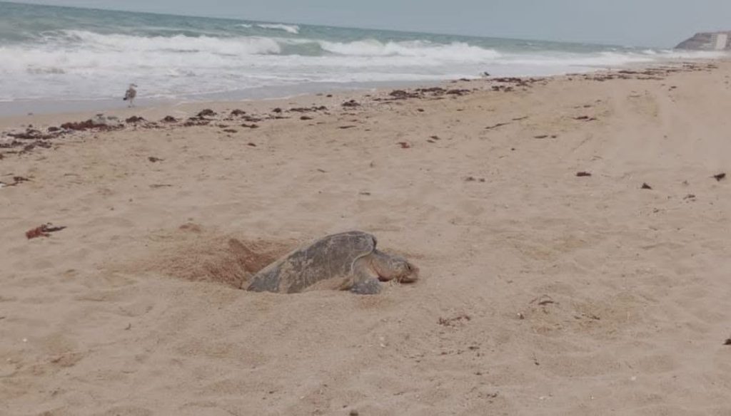PRIMER RESCATE DE HUEVOS DE TORTUGA GOLFINA 2026.🐢🐢🐢